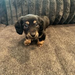 Chewy - Black and tan male Dachshund puppy in Meridian, Id 83646 3658, Idaho from Boise Best Mini Dachshunds