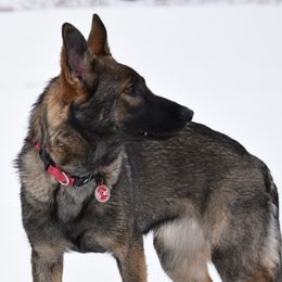 Retty - German Shepherd