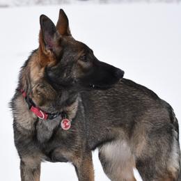 Retty - German Shepherd