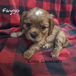Faygo - Ruby male Cavalier King Charles Spaniel puppy in Leonard, Michigan from CoLo Cavaliers