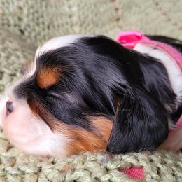 Cavalier King Charles Spaniel Puppies from Faithful Friends Cavaliers