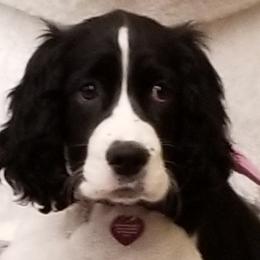 English Springer Spaniels from Amethyst Springers