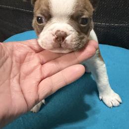Joey - Red male Boston Terrier puppy in Wellington, Ohio from Twist of Faith Farms