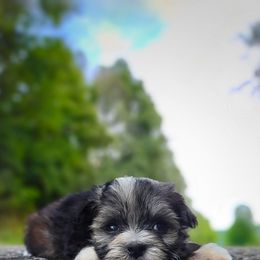 Companion Cross, Mal-Shi, Maltese, Maltipoo, Morkie, and Shih Tzu Puppies from Seeking Shalom Acres Maltese, Maltipoos & Havamalts