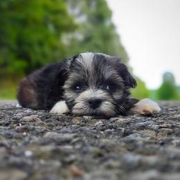Companion Cross, Mal-Shi, Maltese, Maltipoo, Morkie, and Shih Tzu Puppies from Seeking Shalom Acres Maltese, Maltipoos & Havamalts