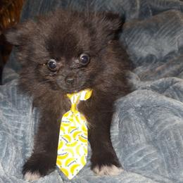 Hunnibunnies shadow - Brindle male Pomeranian puppy in Cleveland, Ohio from Hunnibunnies