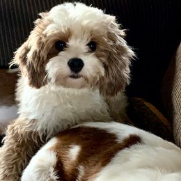 Cavalier King Charles Spaniels and Cavapoos from Rocky Top Cavapoos