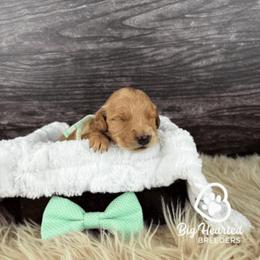 Boy 3 - Cream male Goldendoodle puppy in Utah County, Utah from Big Hearted Breeders