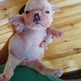 Ushi - White female Bulldog puppy in Cannon Falls, Minnesota from Pattys Boxers and Bulldogs