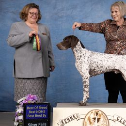 German Shorthaired Pointers from I Just B GSP's