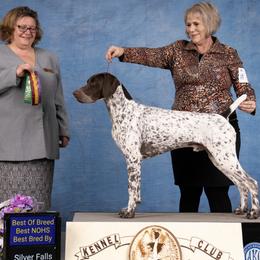 German Shorthaired Pointers from I Just B GSP's
