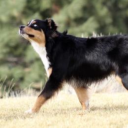 Galaxy - Australian Shepherd