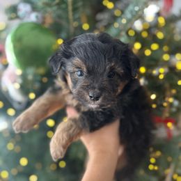 Hunter - Black phantom male Aussiedoodle puppy in Kalamazoo, Michigan from Creekside Ranch