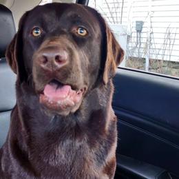 Karla - Labrador Retriever