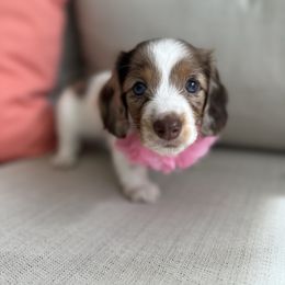Dachshund Puppies from Dachshundly Perfect