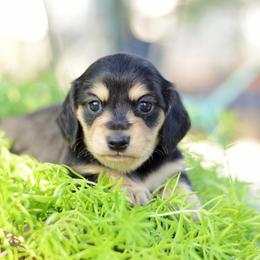 Natasha AKC Cream - Show Pedigree - Black and cream female Dachshund puppy in Neosho, Missouri from A Walk In The Park
