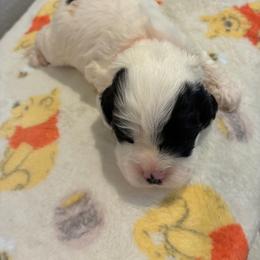 Spud - Black and white male Cockapoo puppy in Brookings, South Dakota from Hofer Pups