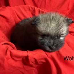 Wolf - Wolf sable male Pomeranian puppy in Tucson, Arizona from Kristy's Pomeranians