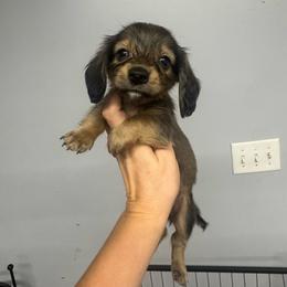 Wally - Sable male Dachshund puppy in Fredericksburg, Indiana from Blue River Mini Dachshunds