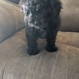Girl 3 - Black female Poodle puppy in Mamou, Louisiana from Cajun Furry Friends