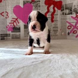 Linc - Brindle male Boxer puppy in Upper Sandusky, Ohio from Rock Run Homestead