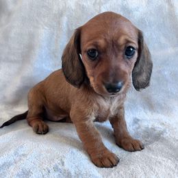 Noelle - Red female Dachshund puppy in Ocala, Florida from Weenie Boops