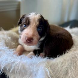 Bow Tie- 'Bo' - White and red male Bordoodle puppy in Valley Center, California from Circle R Valley Bordoodls