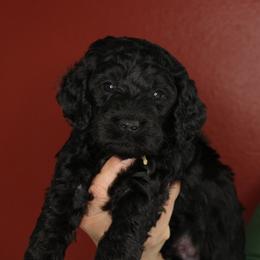 Lemon Bar (Yellow collar) - Black male Goldendoodle puppy in Seattle, Washington from Dream Lake Doodles
