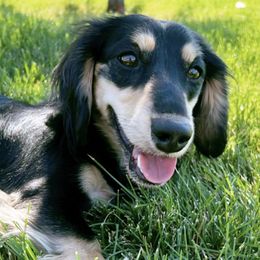 Dachshunds from Teenie Weenies of Central Oregon