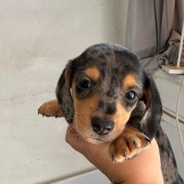 Boy 1 - Dapple male Dachshund puppy in Las Animas, Colorado from J&D Dachsies