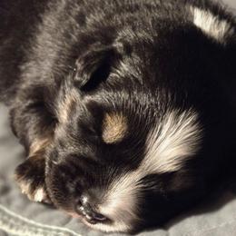 Jelly bean - Black tri male Miniature Australian Shepherd puppy in Boonville, New York from Amy & Dan's Awesome Aussies