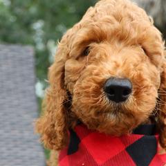 Boy 1 - Double Doodle puppy in Palmview, Texas from Love Me Pooch