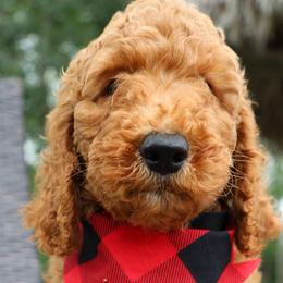 Boy 1 - Double Doodle puppy in Palmview, Texas from Love Me Pooch