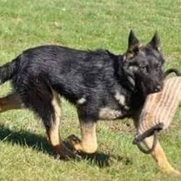 German Shepherds from Keith's German Shepherds