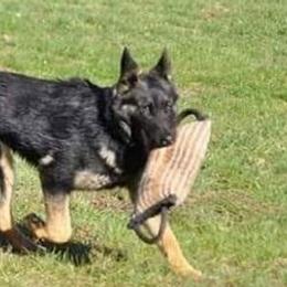 German Shepherds from Keith's German Shepherds
