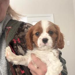 Sandy - Blenheim female Cavalier King Charles Spaniel puppy in Richmond, Virginia from Dream it Cavs
