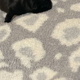 Bandit - Black male Pug puppy in Smiths Station, Alabama from Masters Pugs