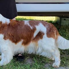 Willa - Welsh Springer Spaniel