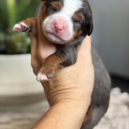 Dolly - Merle female Bernedoodle puppy in Peoria, Arizona from Grand Canyon Bernedoodles