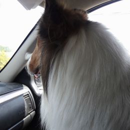 Collies from Magnificent Collies