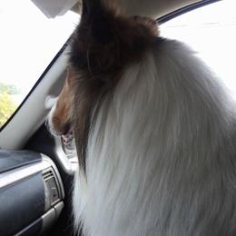 Collies from Magnificent Collies