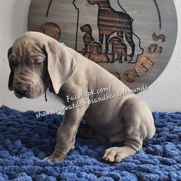 Blue Collar - Blue male Great Dane puppy in Alton, Illinois from Show Me Great Danes and Basset Hounds