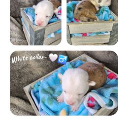 White Collar - Red merle and white male American Corgi puppy in Glenwood, Minnesota from Crystal Blue Corgi