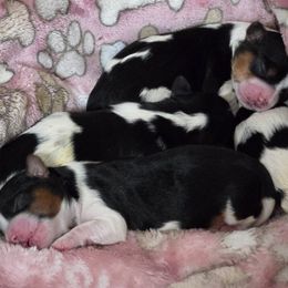 Biewer Terrier Puppies from Brandon Boyd
