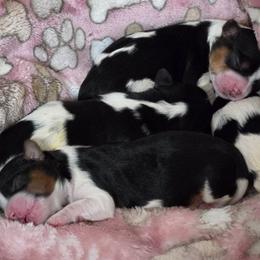 Biewer Terrier Puppies from Brandon Boyd