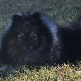 Pomeranians from Heart Of Texas Pom's