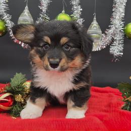 Hurricane(1600) - Black and tan male Pembroke Welsh Corgi puppy in Dickeyville, Wisconsin from J&R Shepherds & Corgis