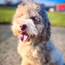 Phoebe - Bernedoodle