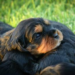 Cavalier King Charles Spaniel Puppies from Nine Mile Cavaliers