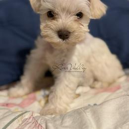 Ellie - Wheaten female Miniature Schnauzer puppy in Russellville, Arkansas from River Valley Great Danes & Miniature Schnauzers